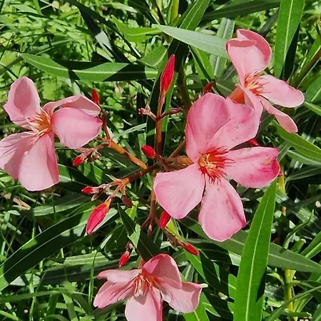 Garden & View Apartmán La Spezia